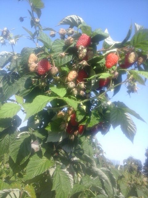 Witam sprzedam sadzonki maliny