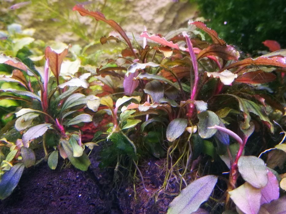 Bucephalandra sadzonki