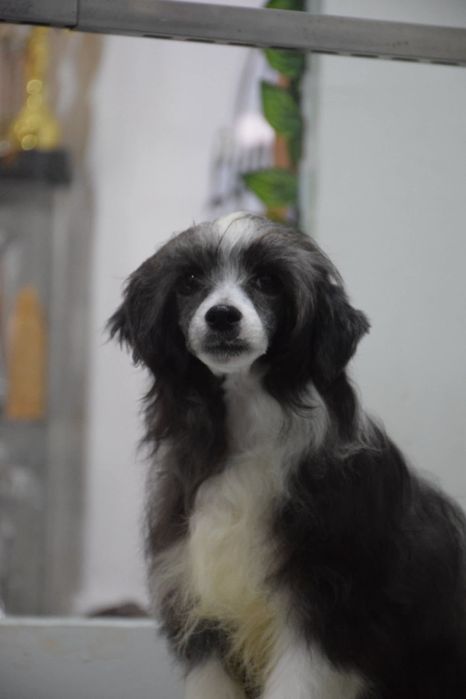 Chinese Crested Dog