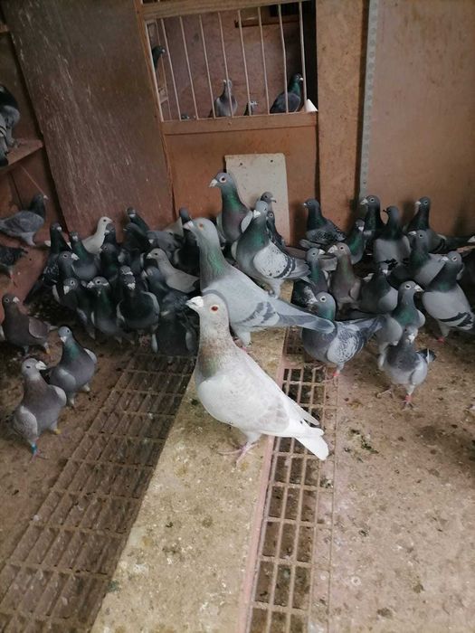 Gołębie pocztowe lotowane 100 sztuk