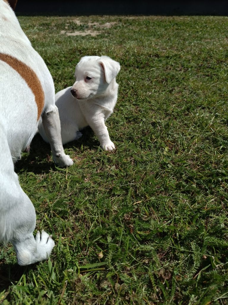 Jacek Russell Terrier