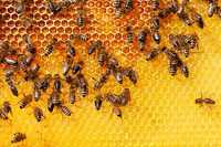 Продам бджолопакети-рамка дадан 4 (3+1)