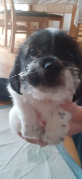 Piesek do oddania w dobre ręce