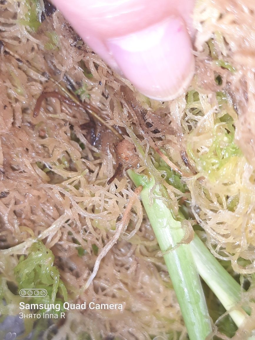 Philodendron Wend imbe var