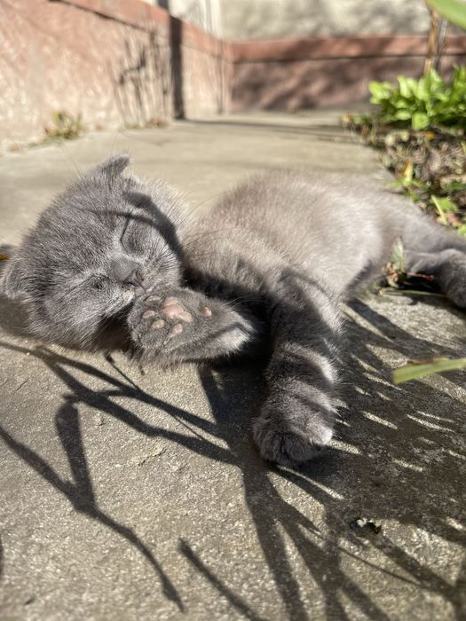 Кошеня висловухе шотландець