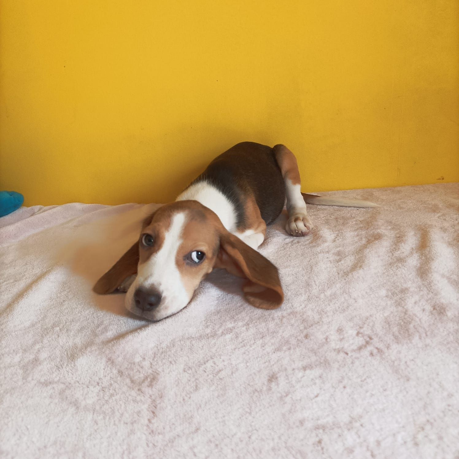 Suczka Beagle tricolor