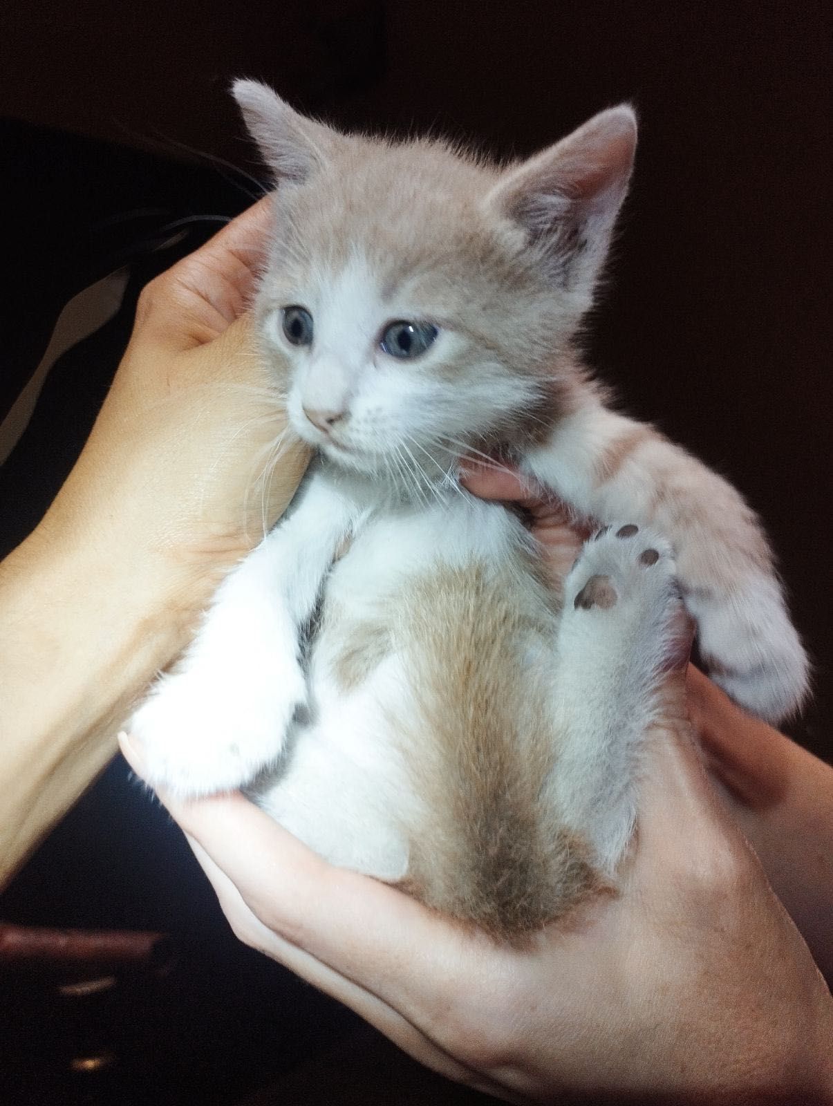 Красивый котенок бесплатно