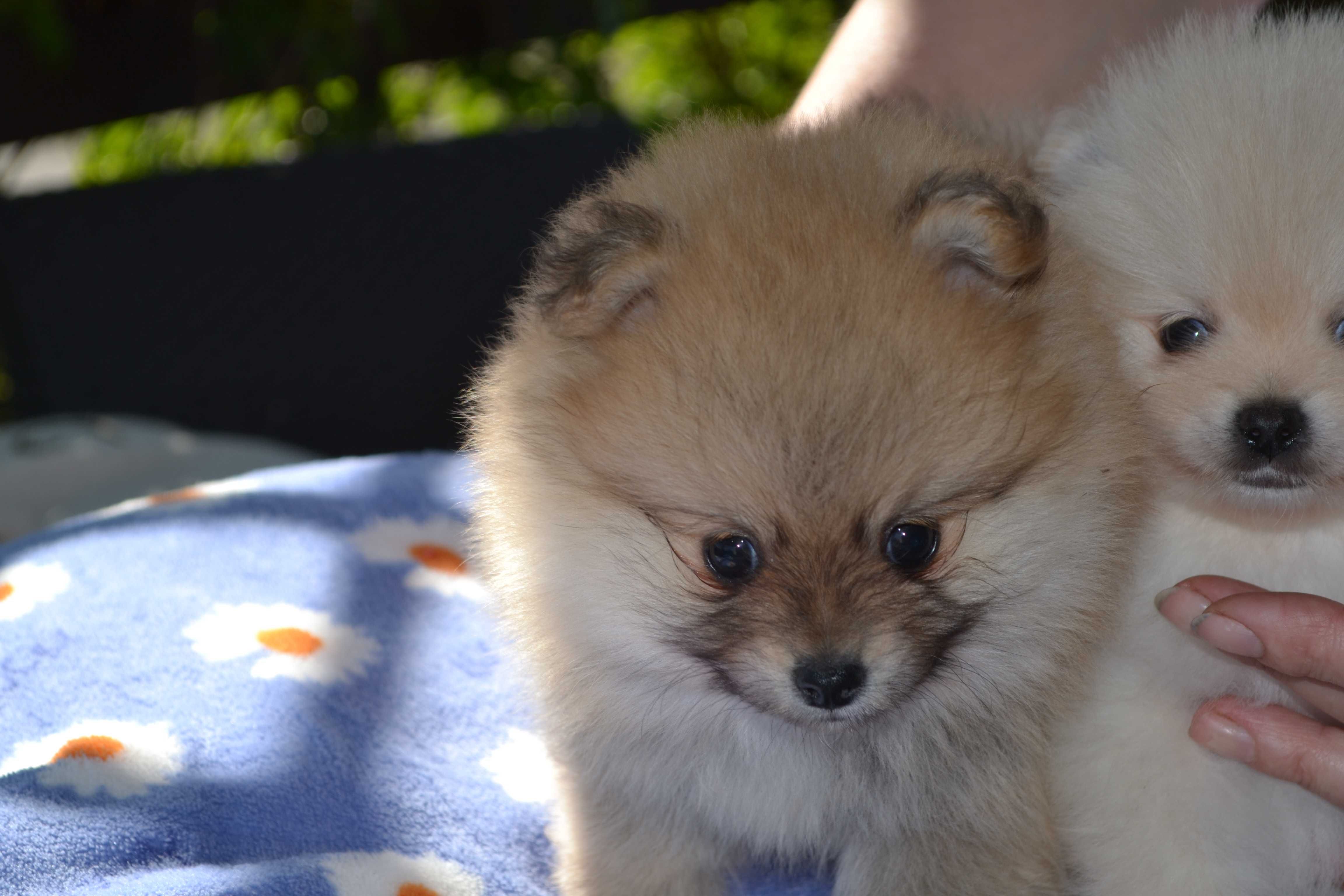 Szpic miniaturowy pomeranian śliczne