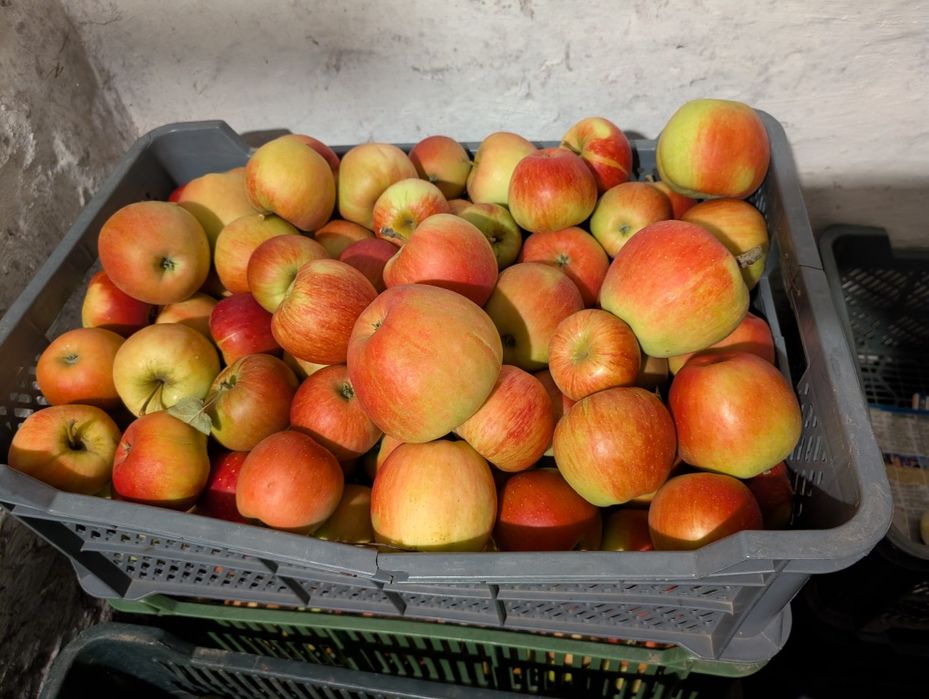 Jabłka Szampion/ Czempion