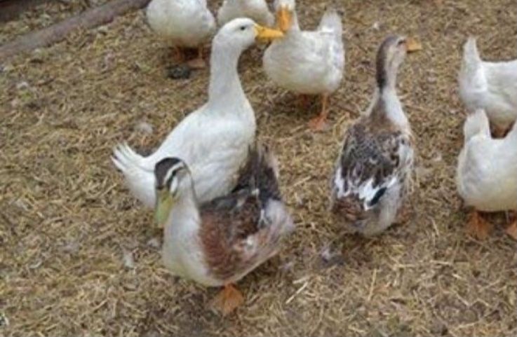 Качка інкубаційне яйце опт і роздріб