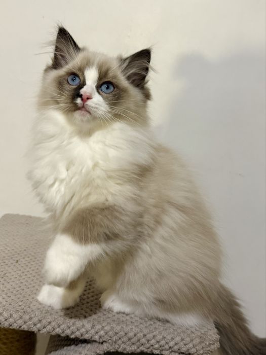 Kotka Ragdoll z rodowodem FPL