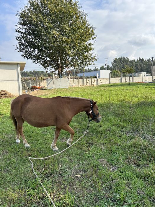Ponei muito docil para ceder