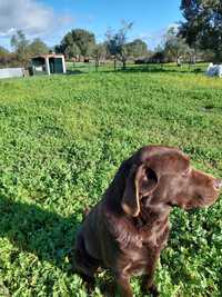 Labrador Retriever Chocolate