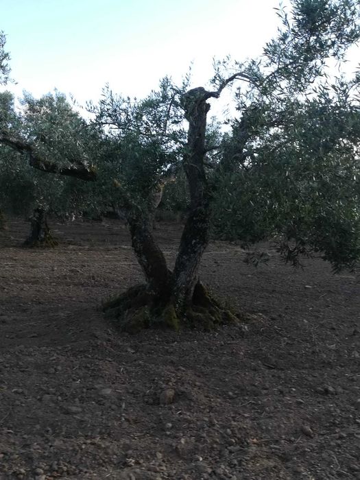 OLiveiras para jardim