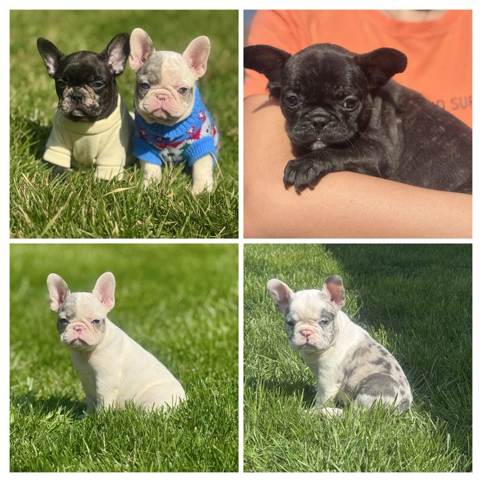 Чарівні цуценята чекають на Вас!