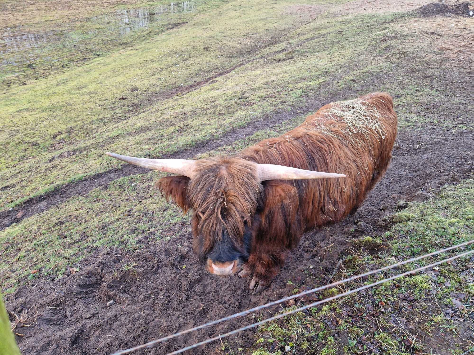 Sprzedam lub zamienię, bydło szkockie, Highland Cattle