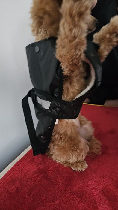 kurtka, bluza, dla psa