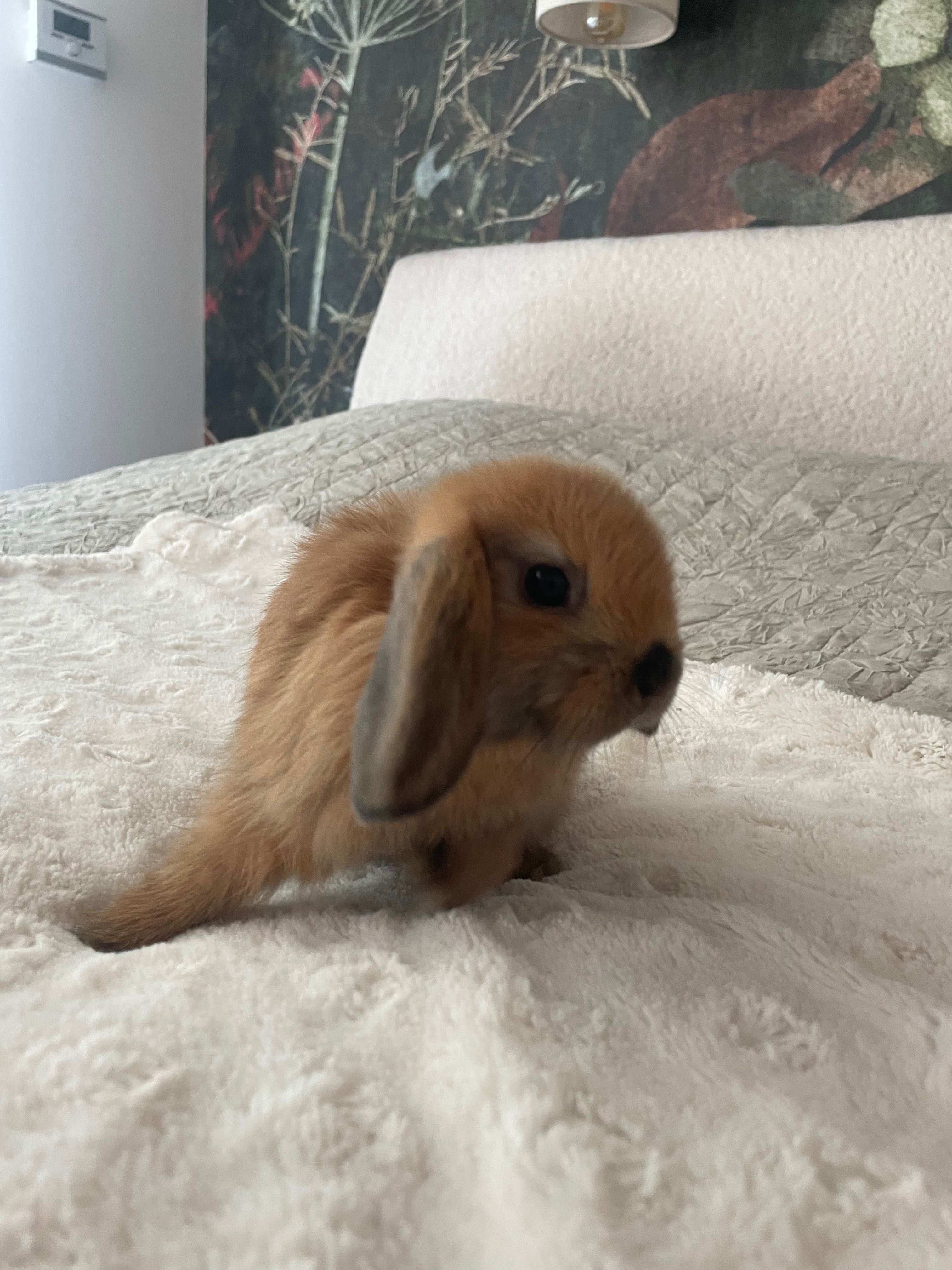Królik mini lop rudy  samica