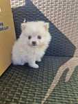 Samiec Pomeranian boo