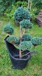Drzewko bonsai sprzedam