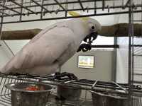 Cacatua galerita eleonora macho adulto