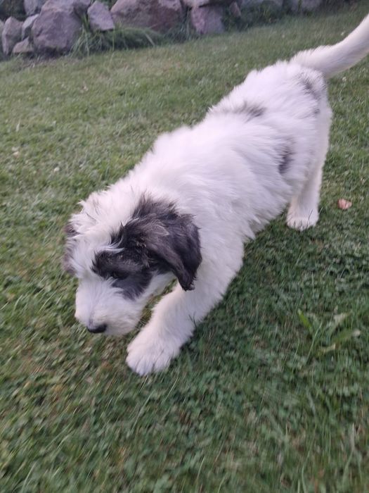 Owczarek Południoworosyjski Jużak