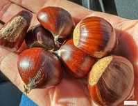 Venda de Castanhas