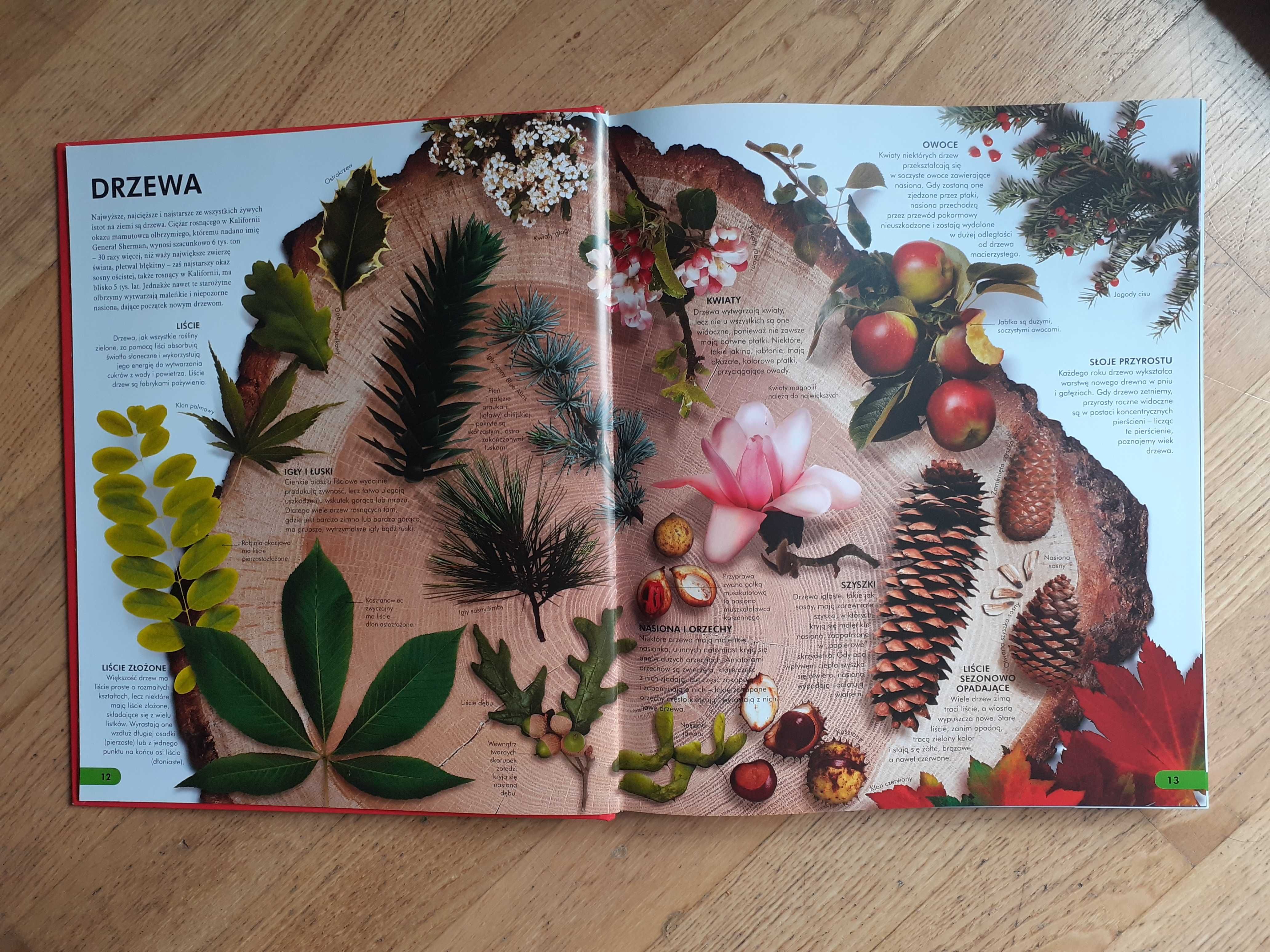 Bryan Kim WOW Ilustrowana ENCYKLOPEDIA wszystkiego National Geographic