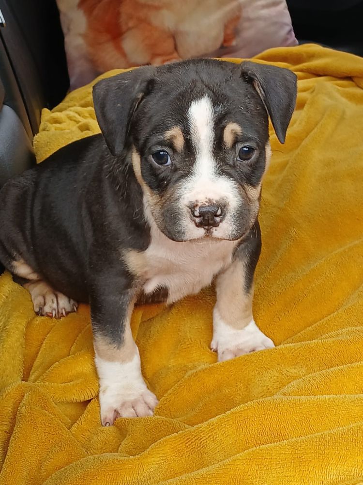 Amstaff śliczny piesek