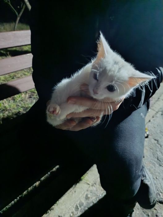 Відам білого кота