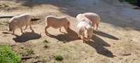 Porcos Anões (Mini Pigs)