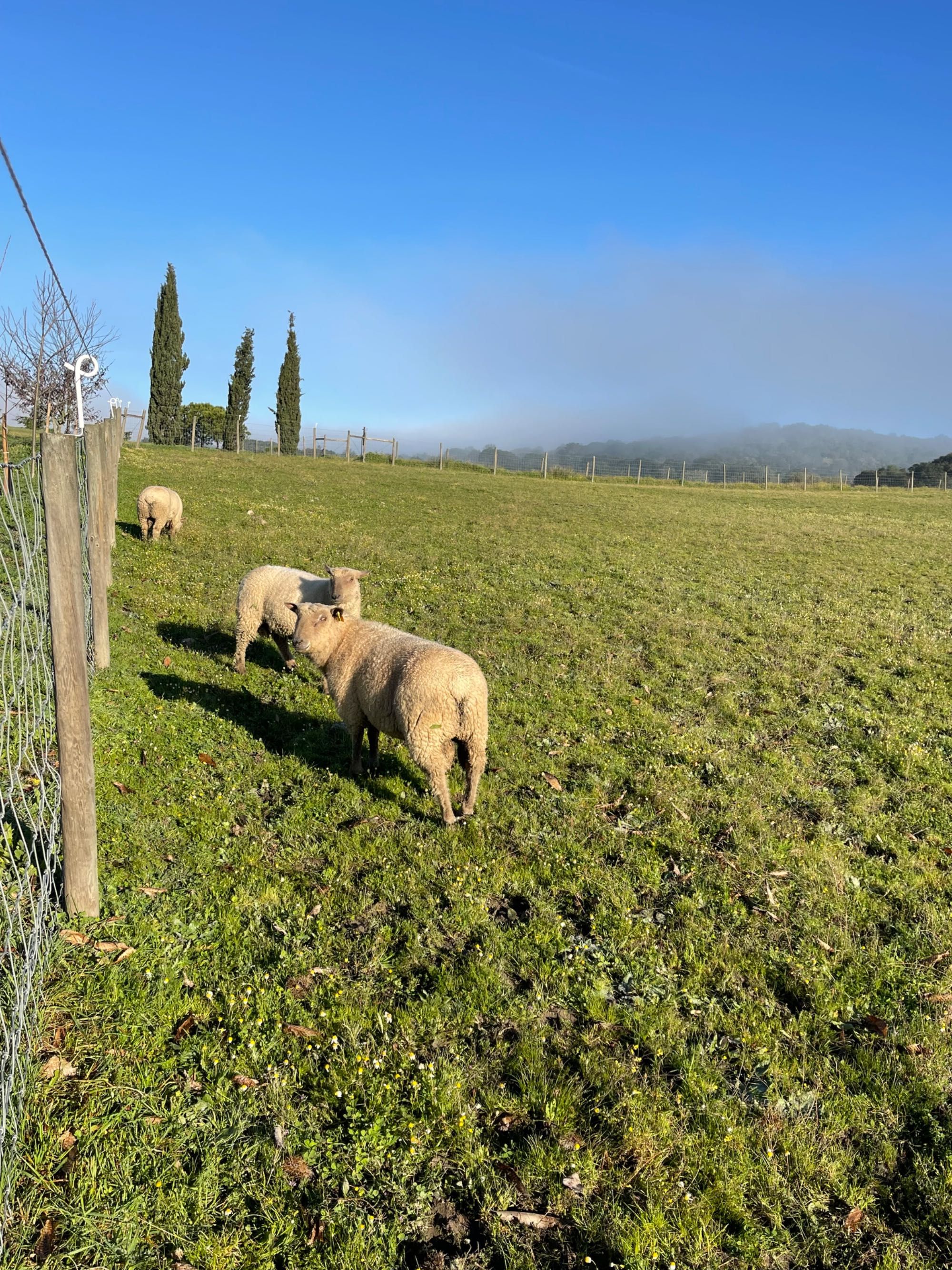 Carneiros e borregos,  Mouton Vendéen.