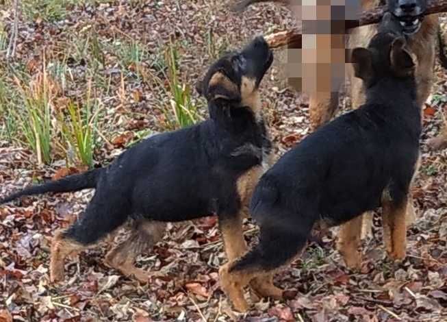 Щенки девочки стандарт