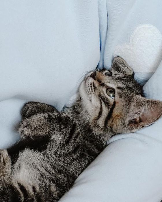 Котенок бесплатно