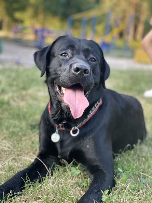 Лабрадор для вязки