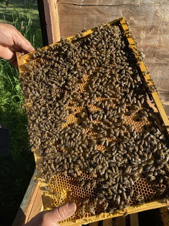 Продам Бджоломатки 2023