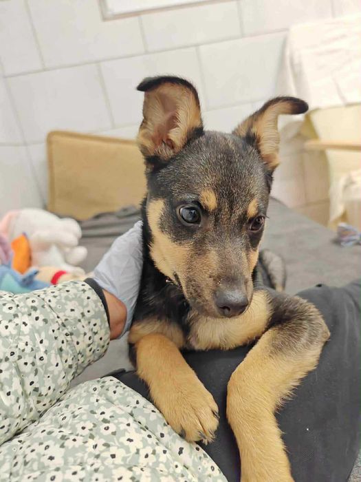 Nela ma 4 miesiące i szuka domu .