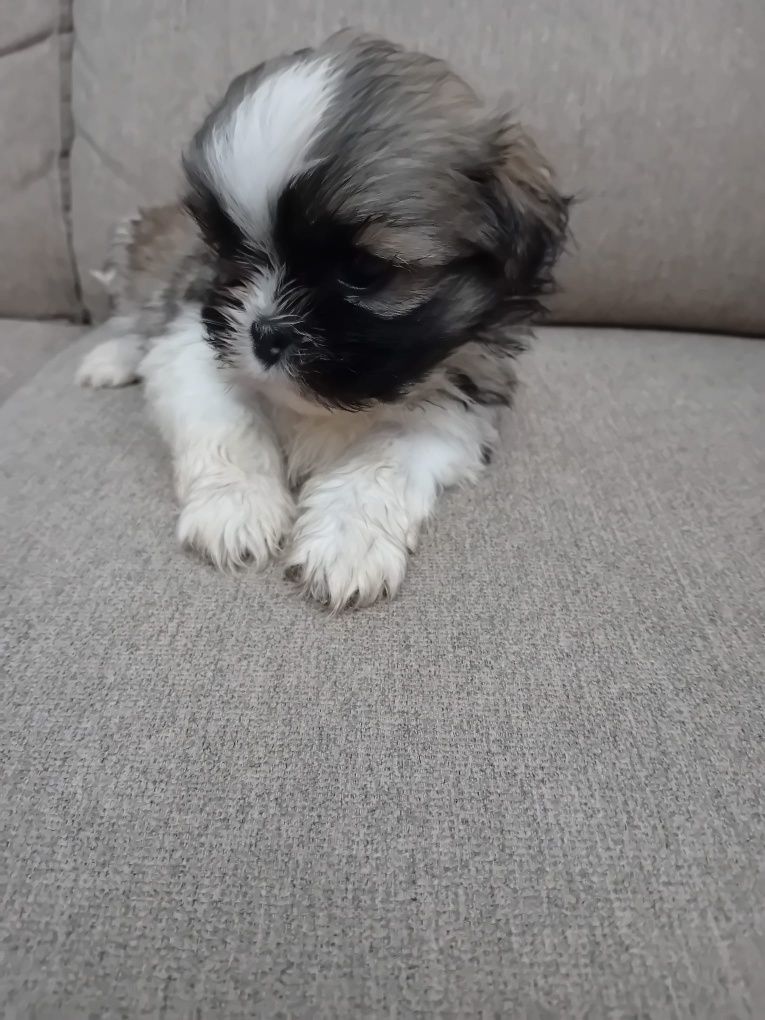 Shih-tzu tricolor
