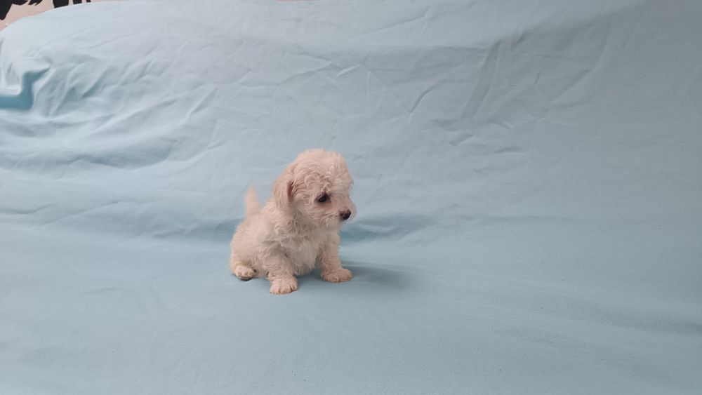 Caniche toy fêmea