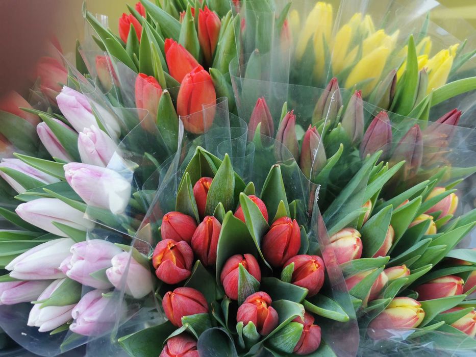 "HIGHEST QUALITY OF FLOWERS"-najwyższa jakość tulipanów-zapraszamy