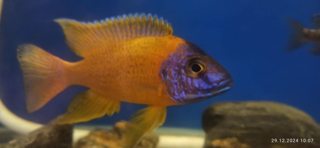 Pyszczak Malawi Aulonocara Rubin Red , Możliwa wysyłka kurierem
