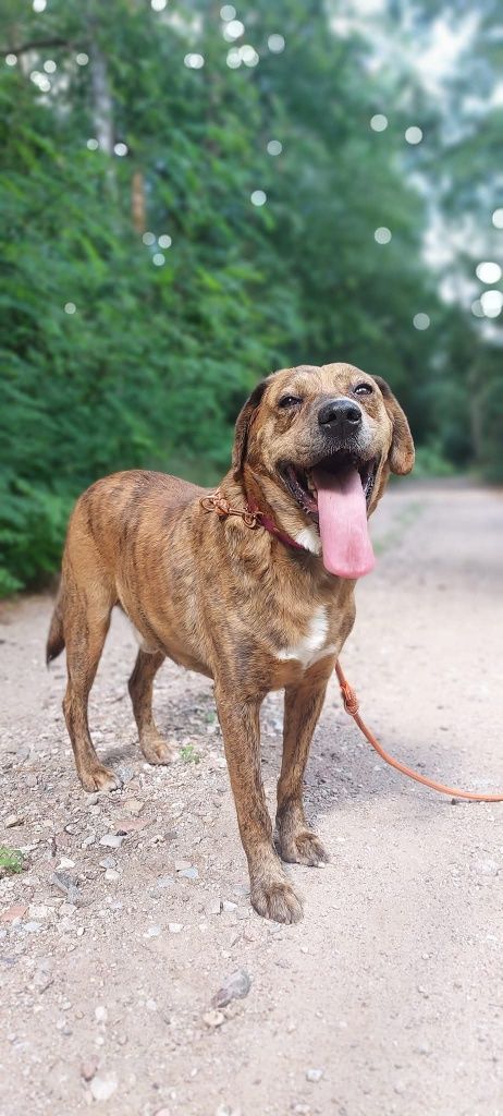 Mort - idealny kompan do adopcji!