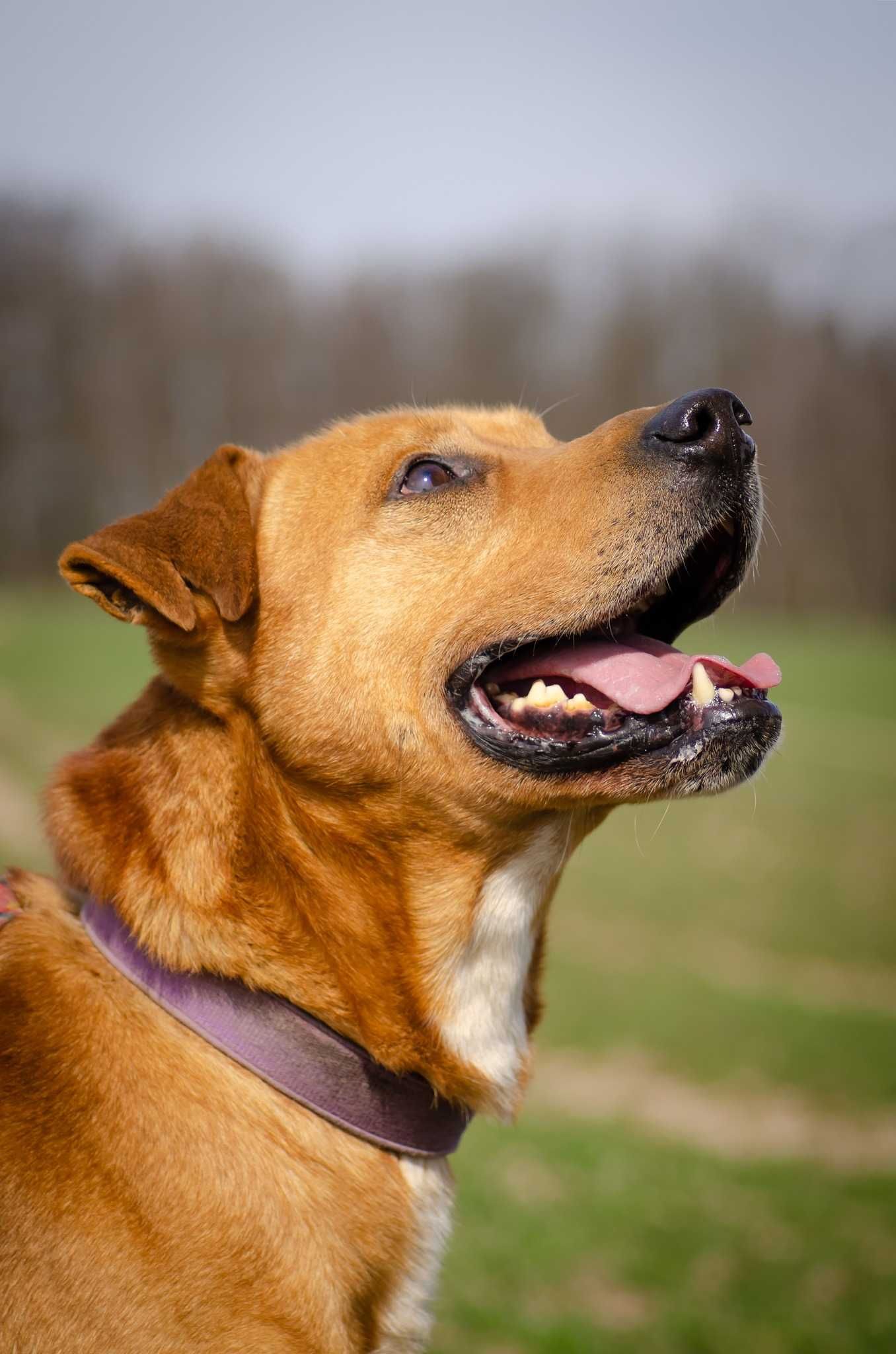 Bruce - silny i duży psiak do adopcji.