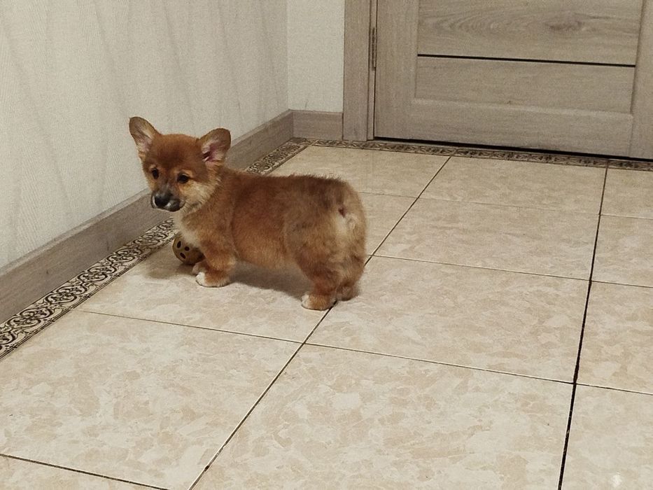 Неперевершені малюки Вельш коргі