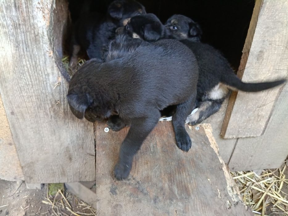 Oddam pieski mieszanice, mama owczarek niemiecki, ojciec duży rasa