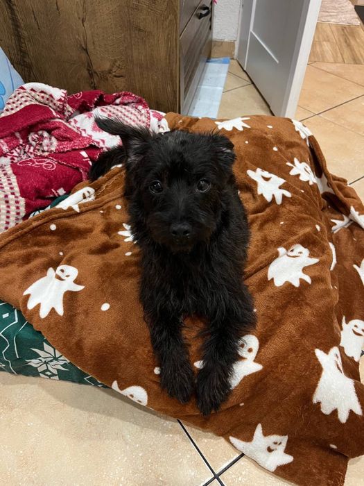 Oddam pieska w dobre recy