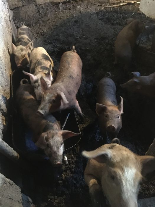 Поросята беконної породи