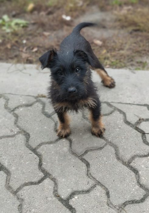 Niemiecki Terier Myśliwski