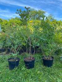 6 letnie Drzewka Borówka Amerykańska Bluecrop