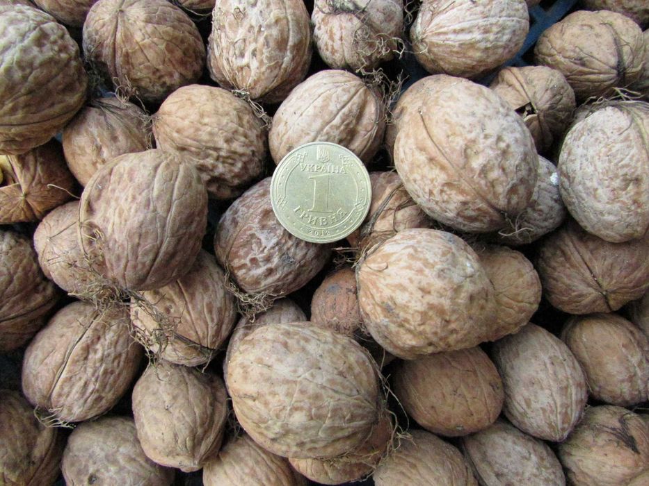 Саджанці Сливи/Чернослив/Обліпиха/Калина/Фундук/Туя/Горіх Грецький